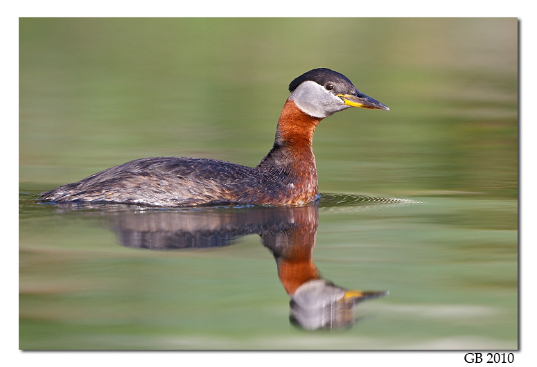 RED NECKED GREBE